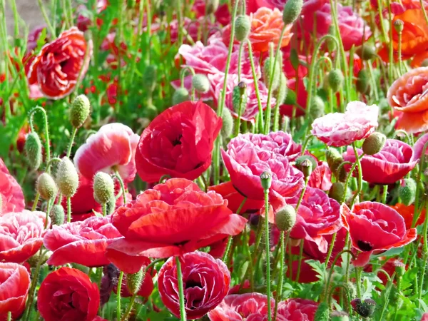 Stock image Red poppies