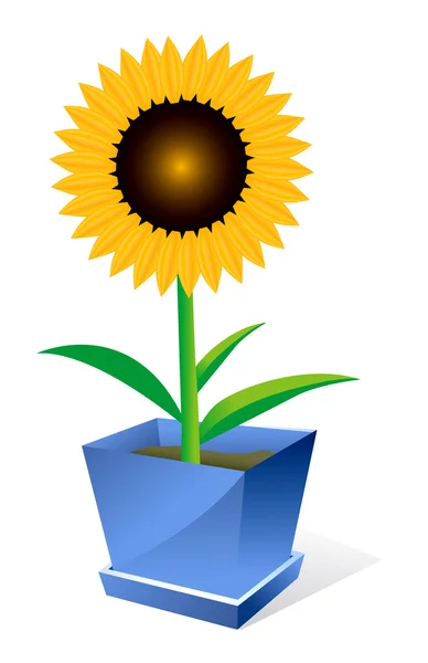 Sunflower spot concept — Stock Vector
