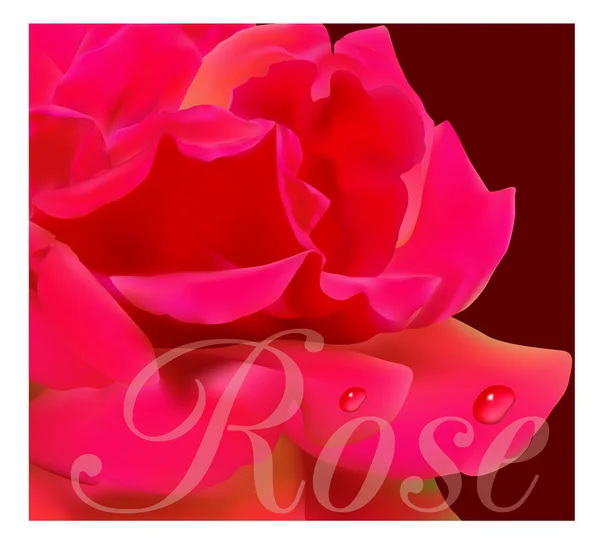 Bella rosa rossa — Vettoriale Stock