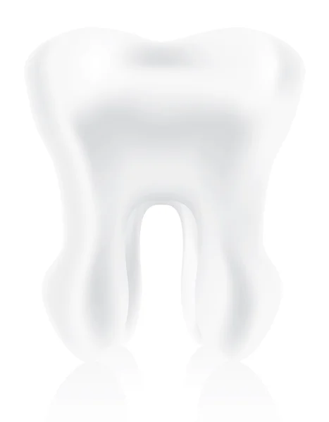 Фотореалистичный зуб — стоковый вектор