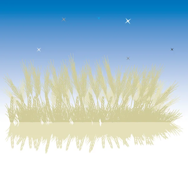 Gras silhouet tarwe, nachtelijke hemel — Stockvector