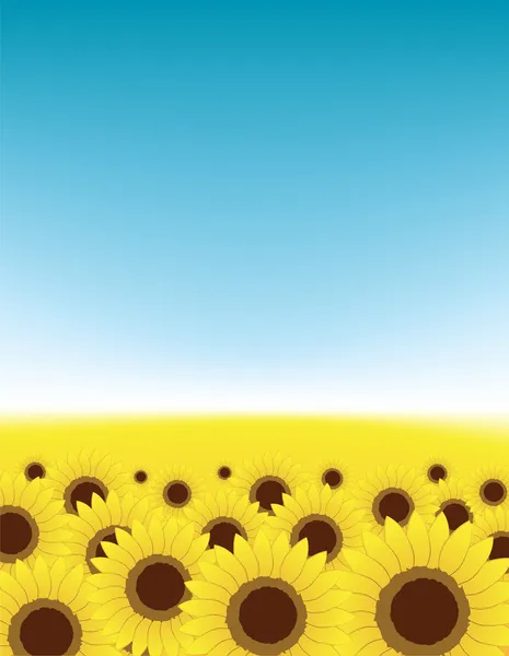 Summer meadow, sunflowers field — Stock Vector