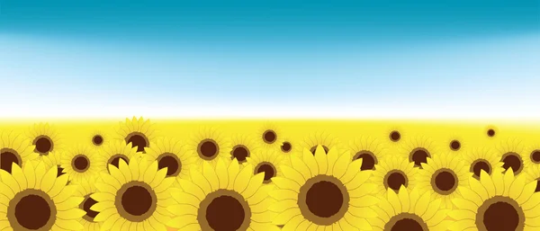 Prairie d'été, champ de tournesols — Image vectorielle