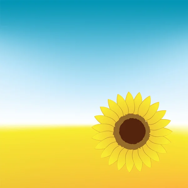 Sunflower on summer field — Stock Vector