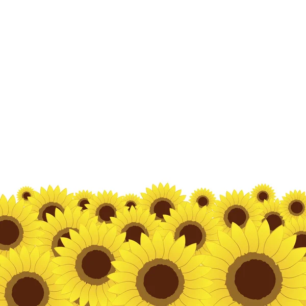 Pré d'été, fond de tournesols pour votre design — Image vectorielle