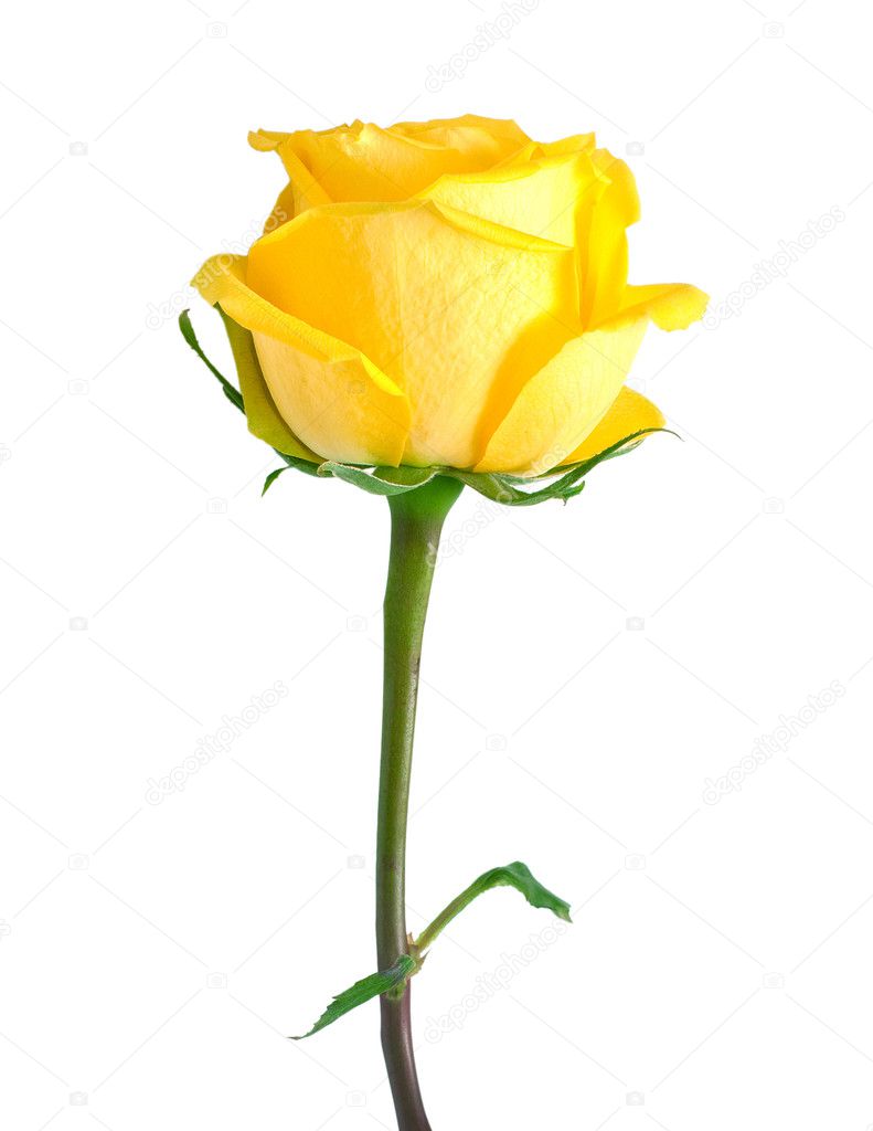 Yellow rose with green leaves