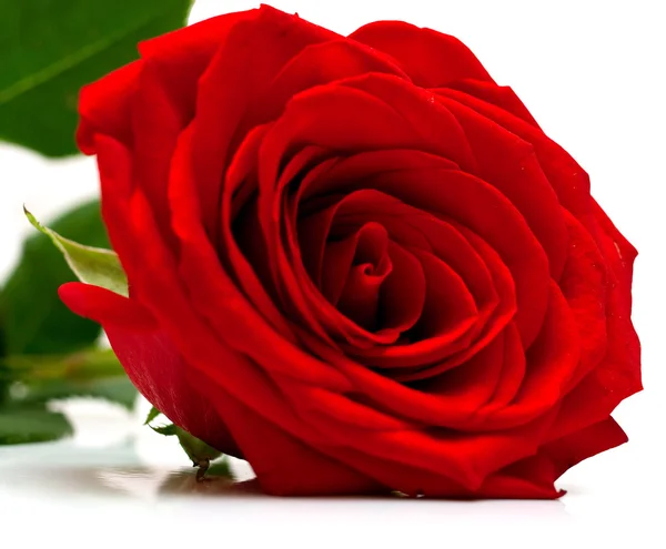 Червона троянда з зеленим листям — стокове фото