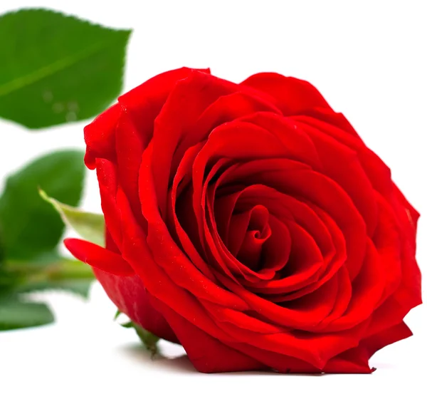 Червона троянда з зеленим листям — стокове фото