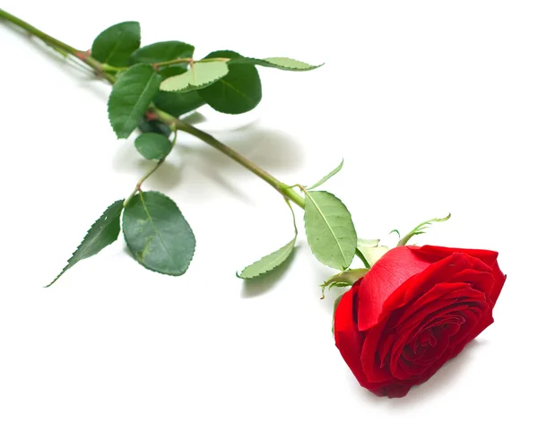 Rosa roja con hojas verdes Imagen de archivo