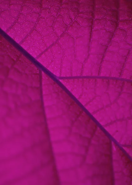 ピンクの葉 — ストック写真