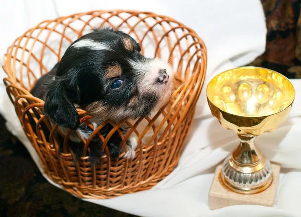 Köpek ve Kupası — Stok fotoğraf