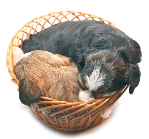 Slapende puppy's op wit — Stockfoto