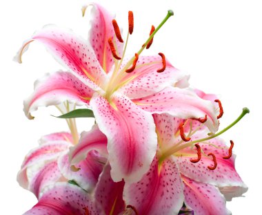 Lilies on white clipart