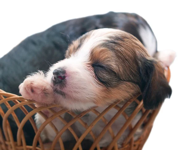 Спящие щенки — стоковое фото