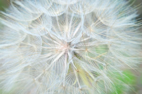 stock image White dandelion