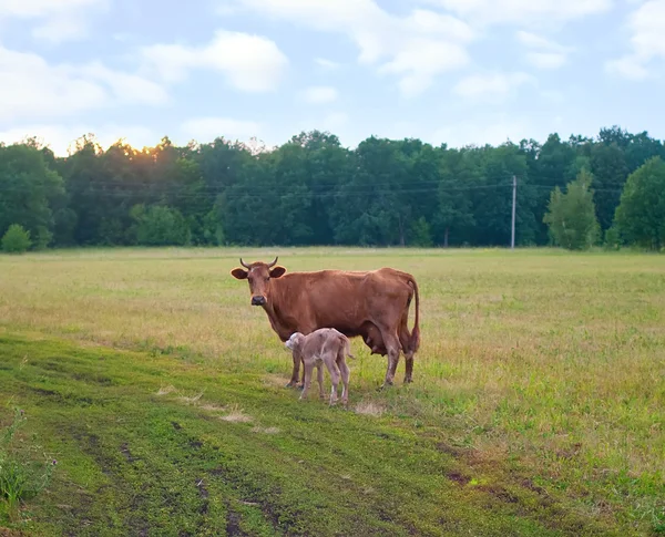 Теля та корови — стокове фото