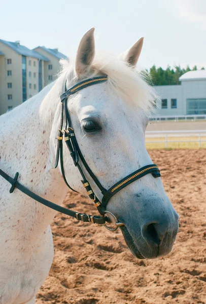 Caballo blanco — Foto de Stock