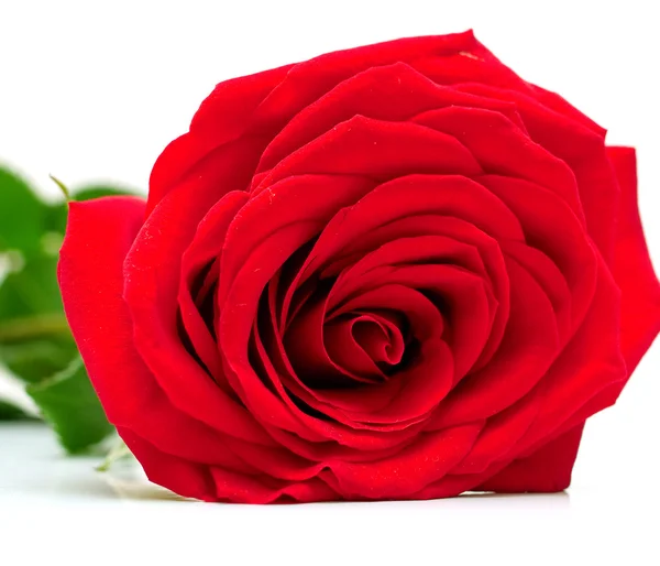 Rosa vermelha com folhas verdes — Fotografia de Stock