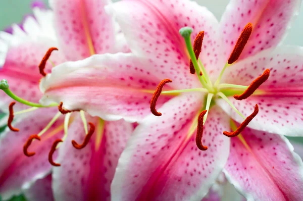 粉红色的百合花 — 图库照片