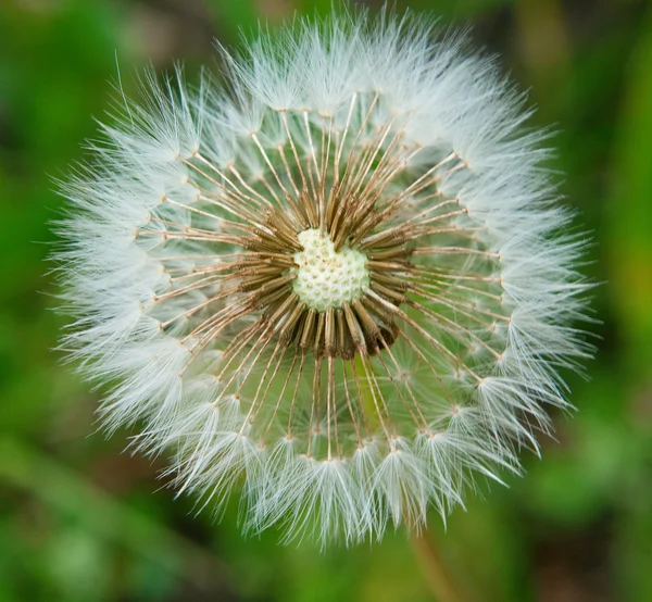 stock image White dandelion