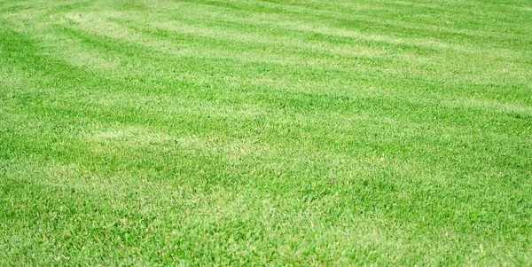 Hermosa hierba verde — Foto de Stock
