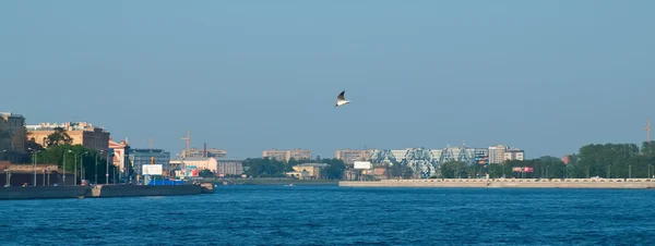 Seagull flies over Neva — Stock Photo, Image