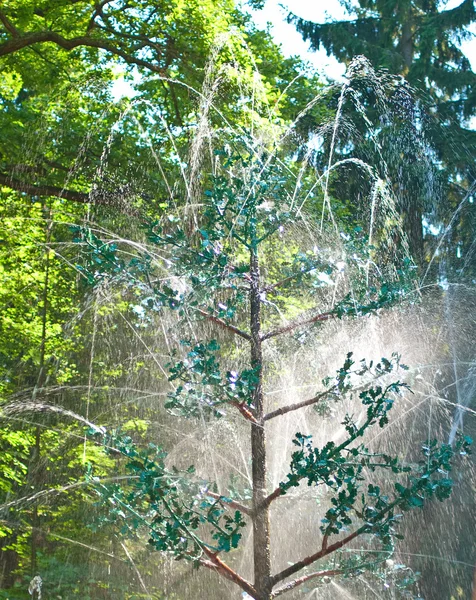 Фонтанное дерево — стоковое фото