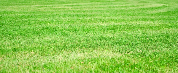 Green grass field texture — Stock Photo, Image