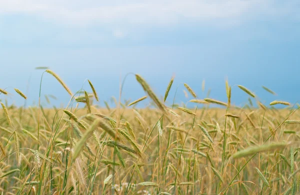 stock image Rye field