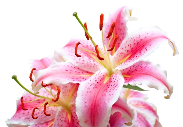 Rosa liljor på vit — Stockfoto