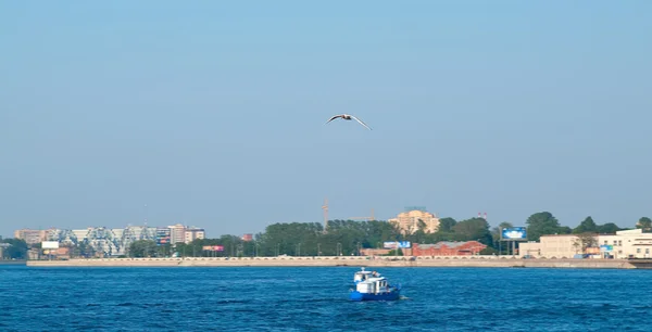 海鸥飞过涅瓦河 — 图库照片