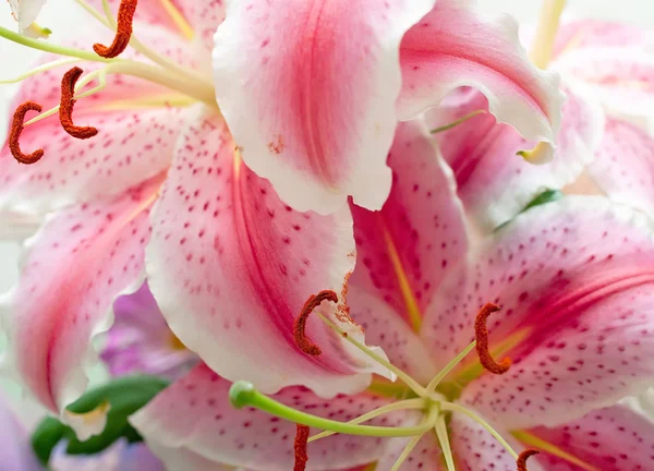 Růžová lilie — Stock fotografie