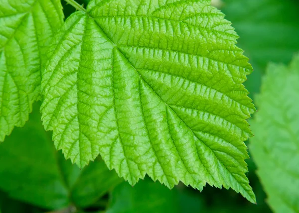 Leaves of a young raspberry — Stock Photo, Image