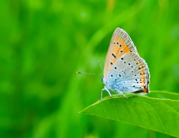 Motýl na zelené trávě — Stock fotografie