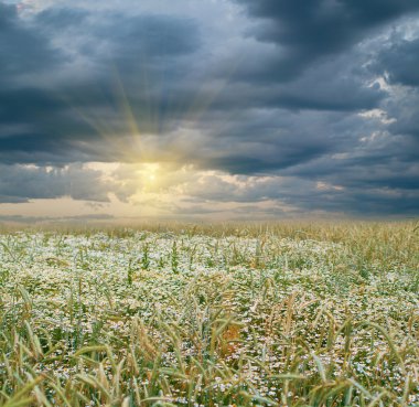 Rye field and sunset clipart