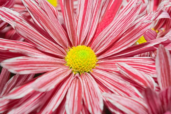 Pink Chrysanthemum — Stock Photo, Image