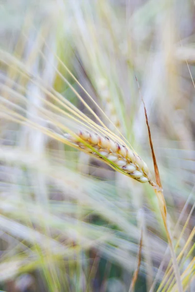 Punte di grano — Foto Stock