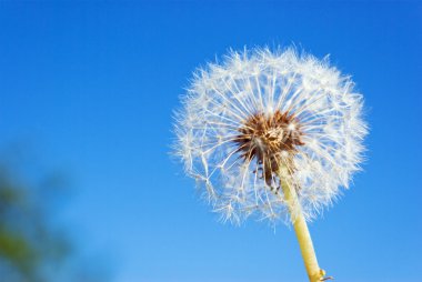 Dandelion clipart