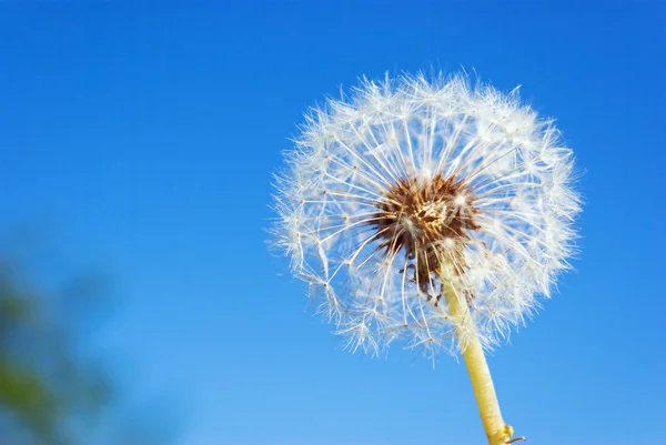 stock image Dandelion