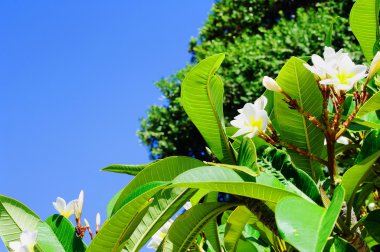 Frangipani çiçek