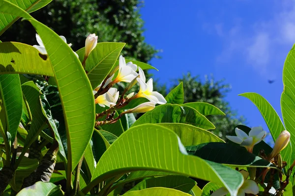 stock image Frangipani flower