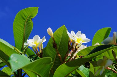 Frangipani çiçek