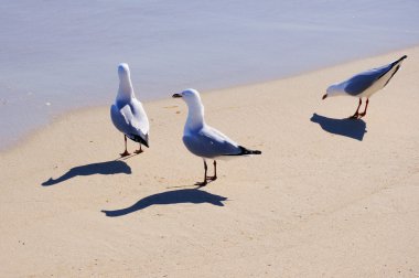 Wild sea gulls on the beach clipart