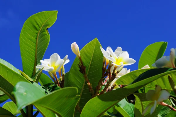 stock image Frangipani flower