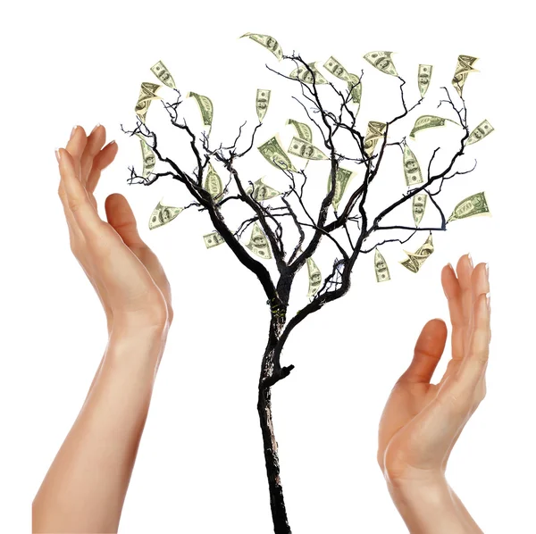 Ruce a peníze strom — Stock fotografie