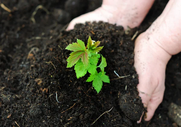 stock image Little green sprout