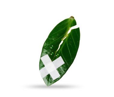 Wounded and suffering leaf clipart