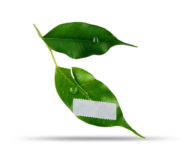 Wounded green leaf — Stock Photo, Image