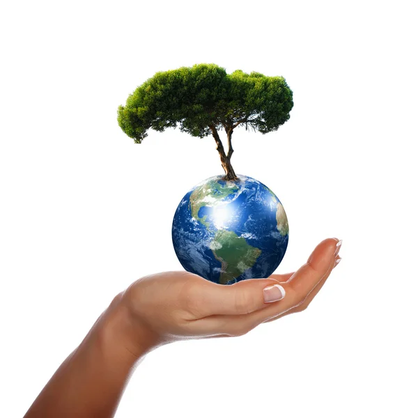 Handen, aarde en de boom — Stockfoto