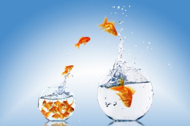 Goldfish swim clipart